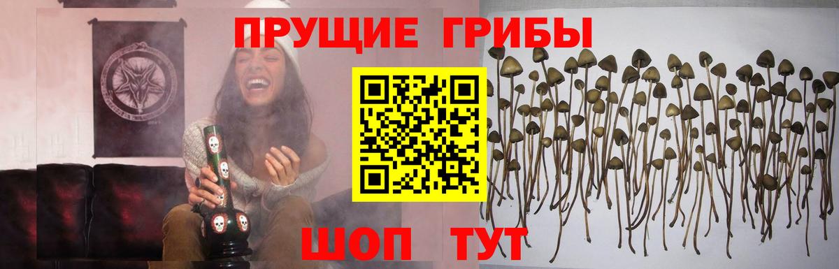 Псилоцибиновые грибы Cubensis Ливны